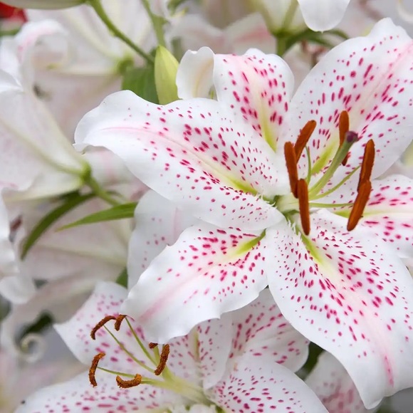 Welcome to TigerLily Loft. - Picture 3 of 3